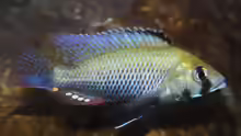 Astatotilapia calliptera