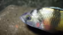 Astatotilapia latifasciata, Kopfansicht