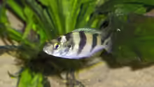 Astatotilapia latifasciata