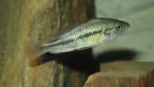 Astatotilapia piceata, w