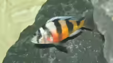 Astatotilapia