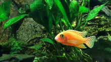 Aulonacara fire fish
