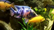 Aulonocara + Labidochromis  cacerulus Yellow   
