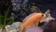 Aulonocara Fire Fish