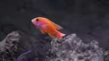 Aulonocara Firefish - Männchen