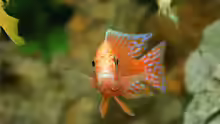 Aulonocara Firefish Männchen