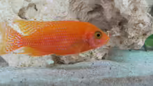 Aulonocara FireFish Männchen