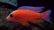 Aulonocara Firefish