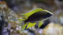 Aulonocara jacobfreibergi