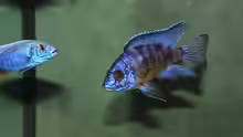 Aulonocara koningsi