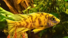 Aulonocara marmelade cat