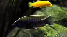 Aulonocara maylandi (M) vorne, Labidochromis Yellow hinten.