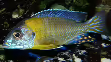 Aulonocara spec. blue neon