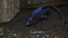 Aulonocara stuartgranti 