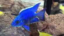 Aulonocara und Labidochromis