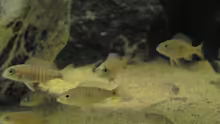 Aulonocara Usisya WFNZ und Sciaenochromis Fryeri
