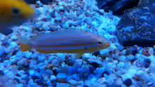 Auratus albino