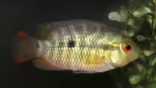 Australoheros facetus