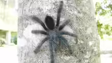 Avicularia avicularia