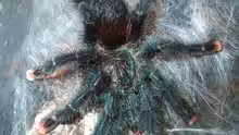 Avicularia metallica