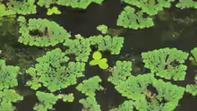 Azolla pinnata