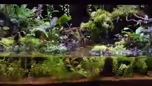 Bachlauf-Aquarium