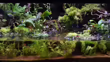 Paludarium