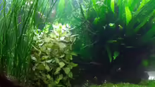 Bacopa carolineana