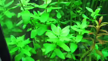 Bacopa carolineana