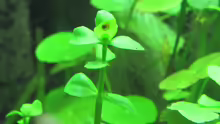 Bacopa monnieri