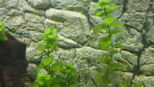 Bacopa monnieri