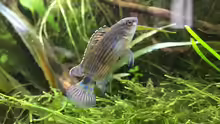 Badis ruber