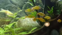 Barbodes semifasciolatus