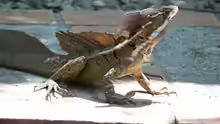 Basiliscus basiliscus