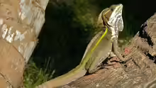 Basiliscus vittatus