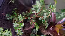 Begonia