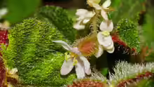 Begonia sarawak