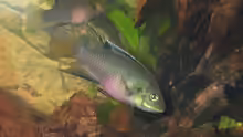 Benitochromis nigrodorsalis