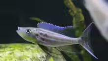 Benthochromis tricoti