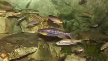 Benthochromis Tricoti mit Weibchen