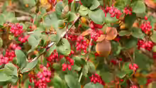 Berberis koreana