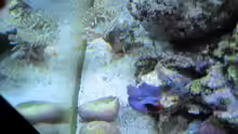 Besatz im Aquarium --Littel Ozean--