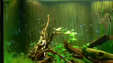 Besatz im Aquarium 420 Liter Becken