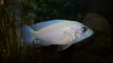 Besatz im Aquarium 450l Malawi !!!! Existiert nicht mehr !!!!