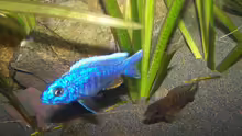 Besatz im Aquarium 450l Malawi !!!! Existiert nicht mehr !!!!