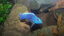 Besatz im Aquarium 450l Malawi !!!! Existiert nicht mehr !!!!