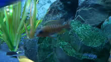 Besatz im Aquarium 450l Malawi !!!! Existiert nicht mehr !!!!