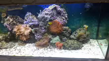 Besatz im Aquarium 450l Meerwasser