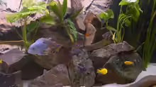 Besatz im Aquarium 900l Mbuna-Becken