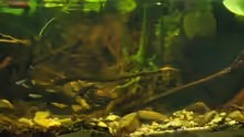 Besatz im Aquarium African Stream